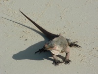 Chub Cay to Staniel Cay 156.jpg